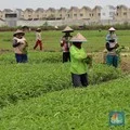 Ilustrasi makanan perusak ginjal seperti sosis dan minuman bersoda