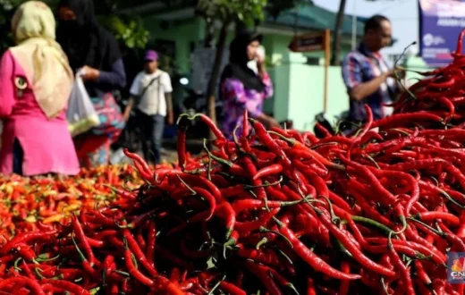 Ilustrasi cabai merah yang memberikan manfaat makanan pedas bagi kesehatan