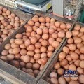 Ilustrasi aneka makanan penghancur lemak perut sehat
