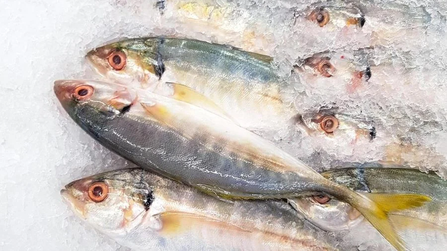 Perbandingan nutrisi ikan kembung vs ikan lele untuk kesehatan keluarga