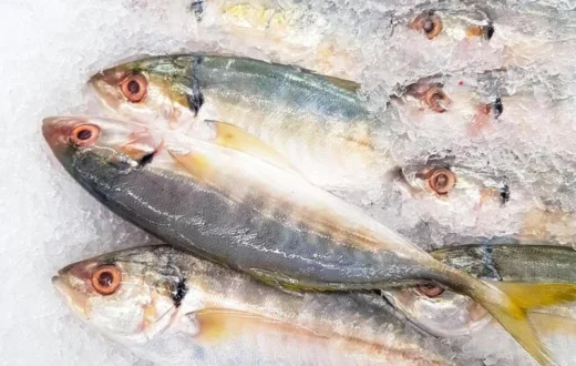 Perbandingan nutrisi ikan kembung vs ikan lele untuk kesehatan keluarga