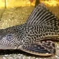 Perbandingan nutrisi ikan kembung vs ikan lele untuk kesehatan keluarga