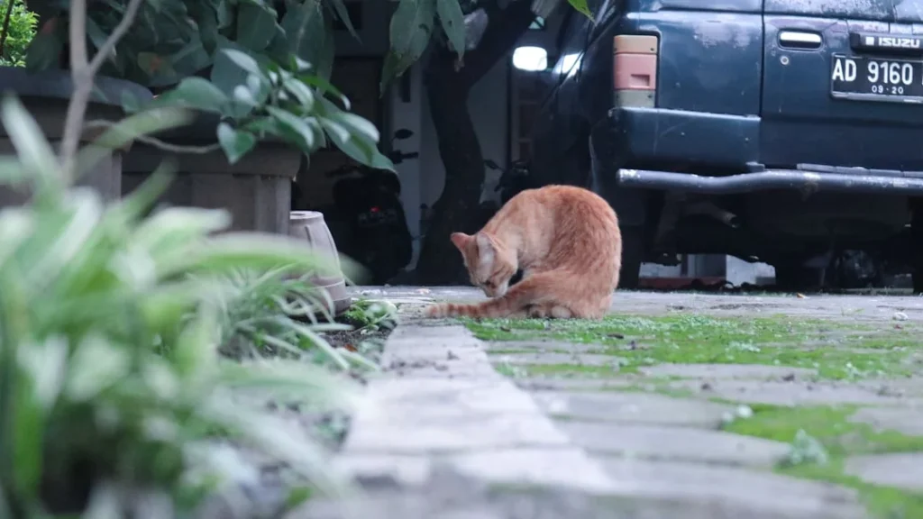 Ilustrasi cara memperbaiki cat mobil yang tergores ringan menggunakan kain microfiber dan kompon