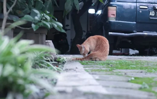 Ilustrasi cara memperbaiki cat mobil yang tergores ringan menggunakan kain microfiber dan kompon