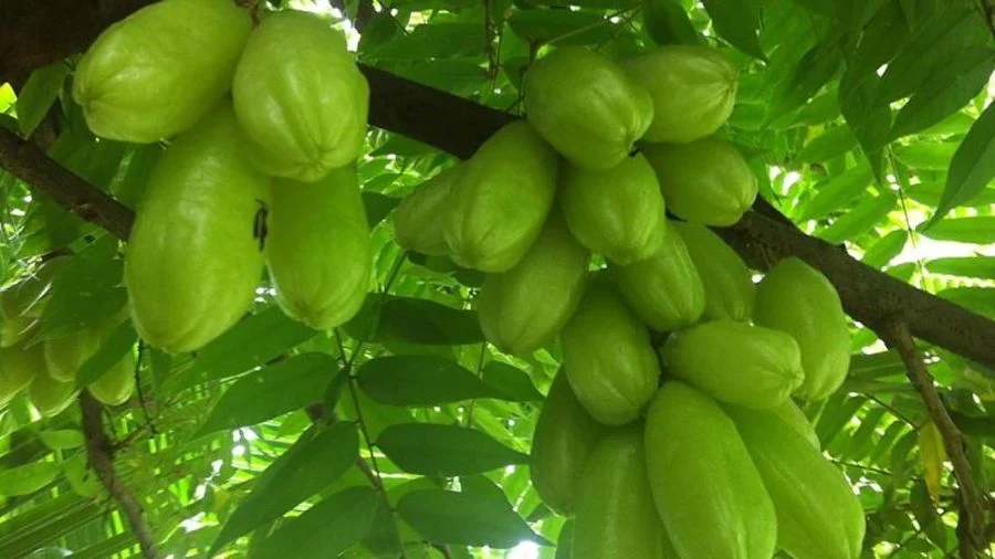 Ilustrasi tanaman herbal sebagai potensi ekspor daun belimbing Indonesia