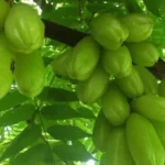 Ilustrasi tanaman herbal sebagai potensi ekspor daun belimbing Indonesia