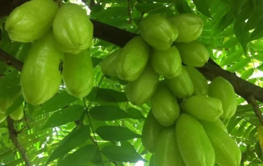 Ilustrasi tanaman herbal sebagai potensi ekspor daun belimbing Indonesia